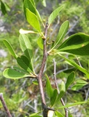 Sideroxylon lanuginosum ssp. rigidum