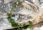 Cissus trifoliolata