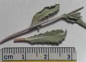 Machaeranthera grindelioides