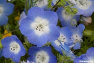 Nemophila menziesii