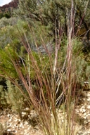 Aristida purpurea