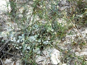 Eriogonum tenellum var. platyphyllum