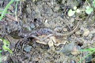 Aneides lugubris