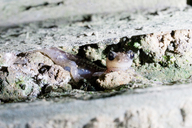 Aneides lugubris
