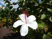 Hibiscus arnottianus