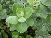 Vitex rotundifolia