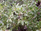 Quercus pungens