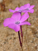 Gilia cana ssp.speciosa