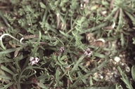 Astragalus tener var. titi