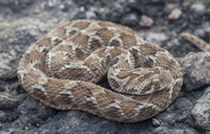 echis carinatus