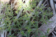 Opposite Leaved Tarweed