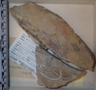 Mesosaurus tumidum
