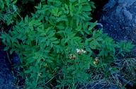 Lathyrus leucanthus