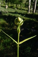 Tricardia watsonii