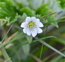 Cerastium arvense ssp. strictum