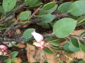 Arctostaphylos myrtifolia