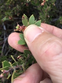 Arctostaphylos myrtifolia