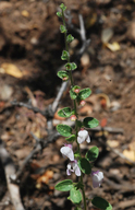 Antirrhinum vexillocalyculatum ssp. intermedium