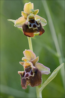 Ophrys holosericea ssp. untchjii