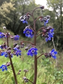 Adelinia grandis