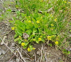 Halerpestes cymbalaria