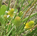 Halerpestes cymbalaria