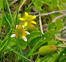 Halerpestes cymbalaria