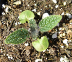 Salvia indica