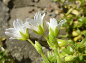 Meadow Chickweed