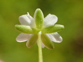 Sagina decurrens ssp. occidentalis