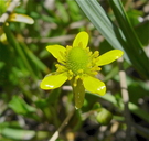 Halerpestes cymbalaria