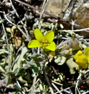 Physaria montana
