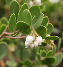 Photo of Arctostaphylos montana ssp. ravenii