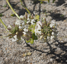 Dithyrea californica