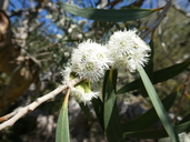 Eucalyptus kybeanensis