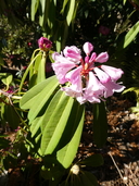 Rhododendron coryanum