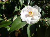 Camellia japonica x camellia cuspidata