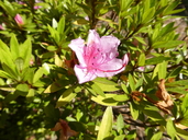 Rhododendron kanehirae