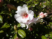 Rhododendron johnstoneanum x rhododendron moupinense