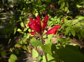 Salvia univerticillata