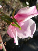 Rosa chinensis var. spontanea