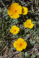 Eschscholzia californica ssp. mexicana