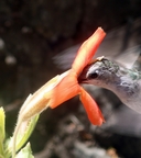 Erythranthe cardinalis
