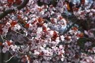 Prunus cerasifera var.