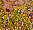Thymophylla concinna