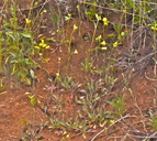 Physaria tenella