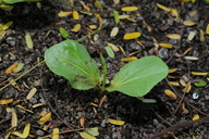 Adansonia gregorii