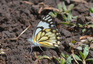 Pioneer Butterfly