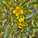 Physaria tenella