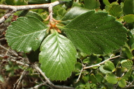 Cercocarpus montanus